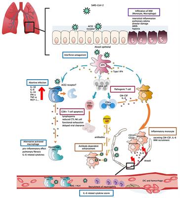 Frontiers | The Comparative Immunological Characteristics Of SARS-CoV ...